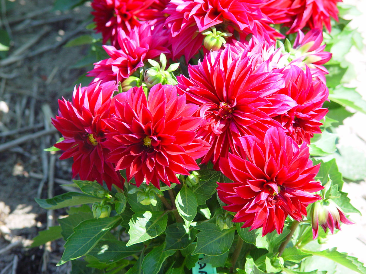 Dahlia 'Maroon'